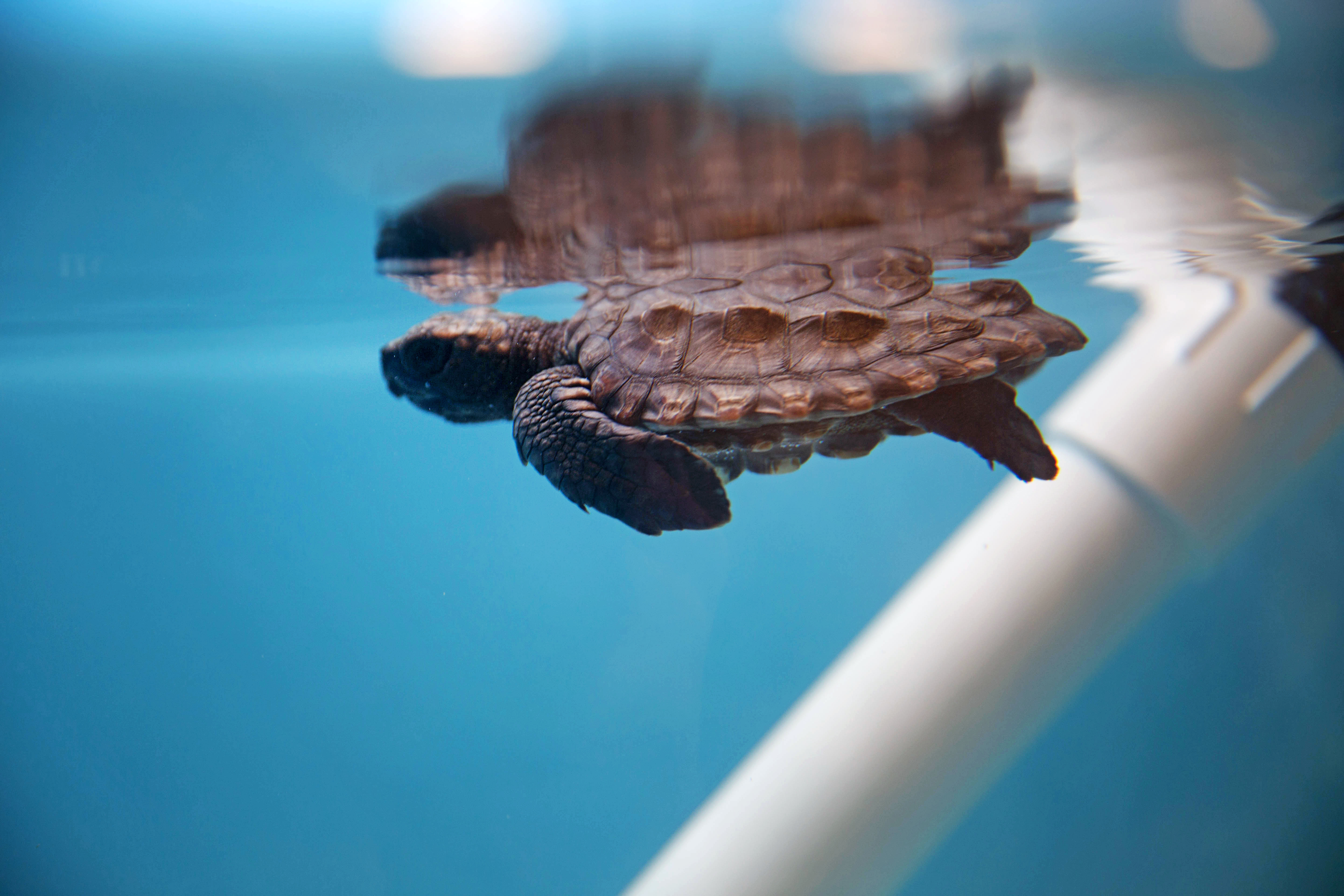 Cold Weather Impacting Florida Sea Turtles And Manatees